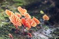 Pink begonia leaf in macro