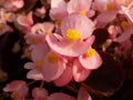 Pink begonia