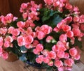 Pink Begonia Rieger, Flowers, Garden, Gardening, Countryside, Rustic Royalty Free Stock Photo