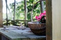 pink begonias in a wicker basket on wooden table outdoors- rural garden decoration Royalty Free Stock Photo