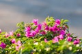 Pink Begonville flowers in sunny day. Floral background Royalty Free Stock Photo