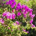 Pink Begonville flowers in sunny day. Floral background Royalty Free Stock Photo
