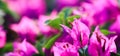 Pink Begonville flowers in sunny day. Mediterranean plants in the garden. Floral background Royalty Free Stock Photo