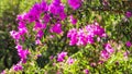 Pink Begonville flowers in sunny day. Mediterranean plants in the garden. Floral background Royalty Free Stock Photo