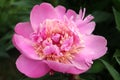 Pink-Beige Peony With Delicate Petals And Green Leaves In The Garden