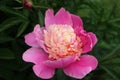Pink-Beige Peony With Delicate Petals And Green Leaves