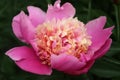 Pink-Beige Peony With Delicate Petals And Green Leaves