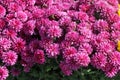 Pink Belgium Mum, Chrysanthemum morifolium Pink Royalty Free Stock Photo