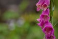 Pink Bell fastuosum flowers in park