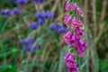 Pink Bell fastuosum flowers in park