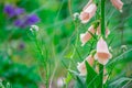 Pink Bell fastuosum flowers in park Royalty Free Stock Photo
