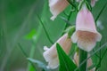 Pink Bell fastuosum flowers in park