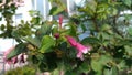 Pink bell flower on a green bush