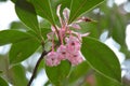 Pink Bell flower Royalty Free Stock Photo