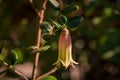 pink bell flower in park Royalty Free Stock Photo