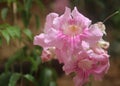 Pink bell flower. Summer colours. Royalty Free Stock Photo