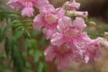 Pink bell flowers with green leaves.