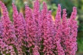 Pink bell heather, Erica gracilis, bell-shaped purple flowers in autumn