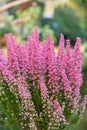 Pink bell heather, Erica gracilis, purple flowers in autumn Royalty Free Stock Photo