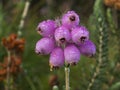 Pink bell heather flowers