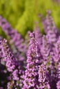 Pink bell heather