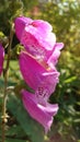 Pink bell like spotted Garden flowers