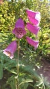 Pink bell like spotted Garden flowers