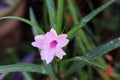 Pink Bell Shaped Flower