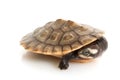 Pink-bellied Sideneck Turtle Royalty Free Stock Photo