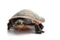 Pink-bellied Sideneck Turtle Royalty Free Stock Photo