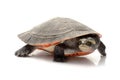 Pink-bellied Sideneck Turtle Royalty Free Stock Photo