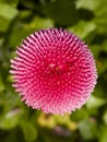 Pink Bellis Daisy Royalty Free Stock Photo