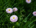 Pink Bellis in sun rays