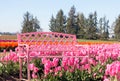 Pink Bench at Tulip Farm