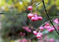 Pink berries in autumn forest