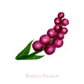 Pink berries flower with leaf, hand drawn watercolor botanical illustration. Beautiful Floral element isolated on white Royalty Free Stock Photo