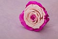 Pink bi color rose flower luxury card