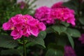 Pink hydrangea garden grow in the garden in summer Royalty Free Stock Photo