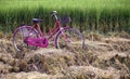 Pink bicycle in a paddy field