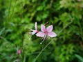 Pink biennial Bee-blossom flowers on the green background