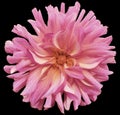 Pink big autumnal flower, pink center on a black background isolated with clipping path. Closeup. big shaggy flower. for desig