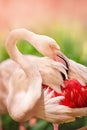 Pink big bird Flamingo Royalty Free Stock Photo