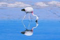 Pink big bird Flamingo in the water. Royalty Free Stock Photo