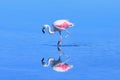 Pink big bird Flamingo in the water. Royalty Free Stock Photo