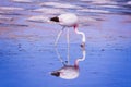 Pink big bird Flamingo in the water. Royalty Free Stock Photo