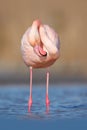 Pink big bird Greater Flamingo, Phoenicopterus ruber, in the water, Camargue, France. Flamingo cleaning plumage. Wildlife animal s Royalty Free Stock Photo