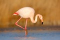 Pink big bird Greater Flamingo, Phoenicopterus ruber, in the water, Camargue, France. Flamingo cleaning plumage. Wildlife animal s Royalty Free Stock Photo