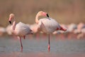 Pink big bird Greater Flamingo, Phoenicopterus ruber, in the water, Camargue, France. Flamingo cleaning plumage. Wildlife animal s Royalty Free Stock Photo