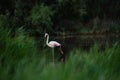 Pink big birds Greater Flamingos, Phoenicopterus ruber, in the water, Camargue, France Royalty Free Stock Photo