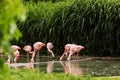 Pink big birds Greater Flamingos, Phoenicopterus ruber, in the water. Flamingos cleaning feathers. Wildlife animal scene from Royalty Free Stock Photo